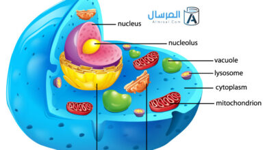 معظم المعلومات الوراثية للخلية الحيوانية موجودة في