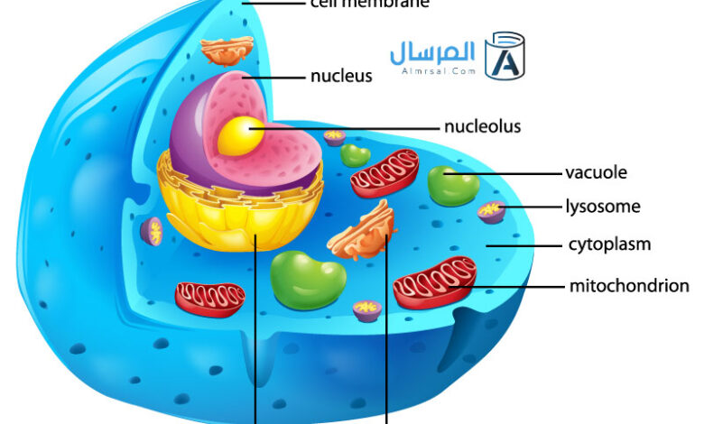 معظم المعلومات الوراثية للخلية الحيوانية موجودة في