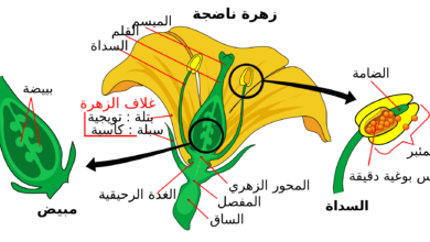 الأجزاء الخارجية للزهرة التي تتميز بألوانها الجميلة هي