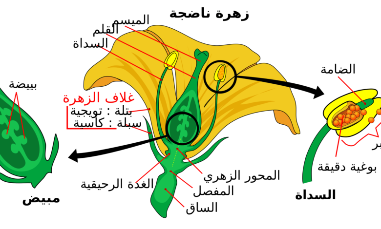 الأجزاء الخارجية للزهرة التي تتميز بألوانها الجميلة هي