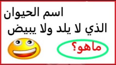 ماهو الحيوان الذي لا يلد ولا يبيض