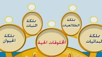 الصفة التي لا تنطبق على نظام أرسطو في التصنيف هي