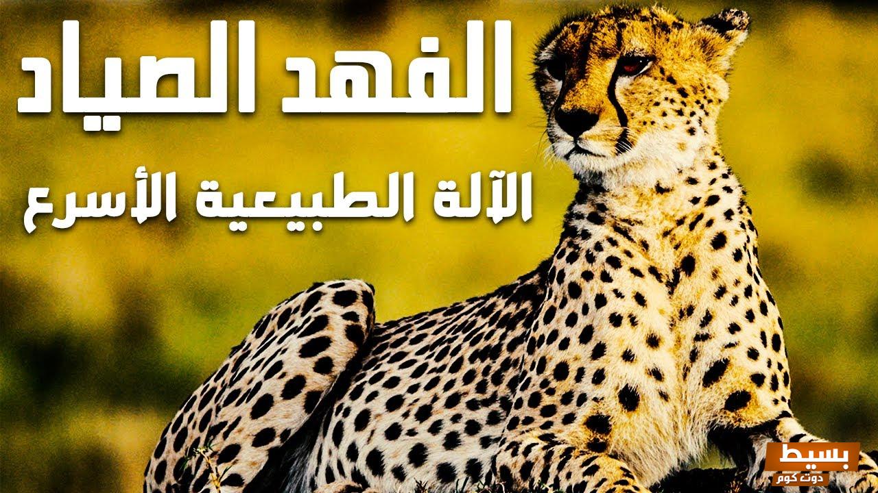 اسم انثى حيوان الفهد و أهم المعلومات عنها