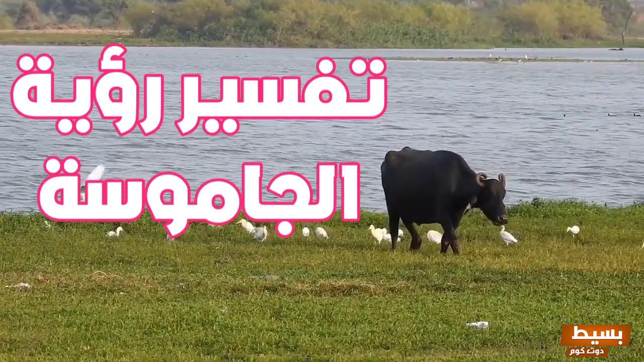 الجاموس في المنام