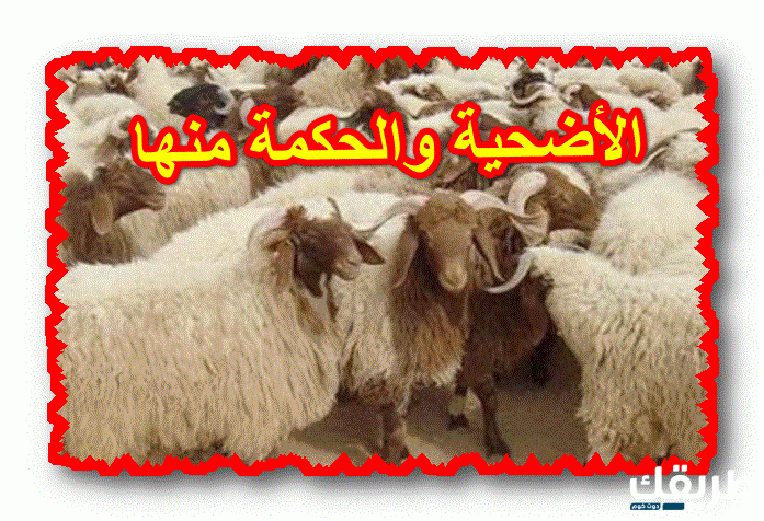 فوائد الأضحية للمضحي والحكمة منها